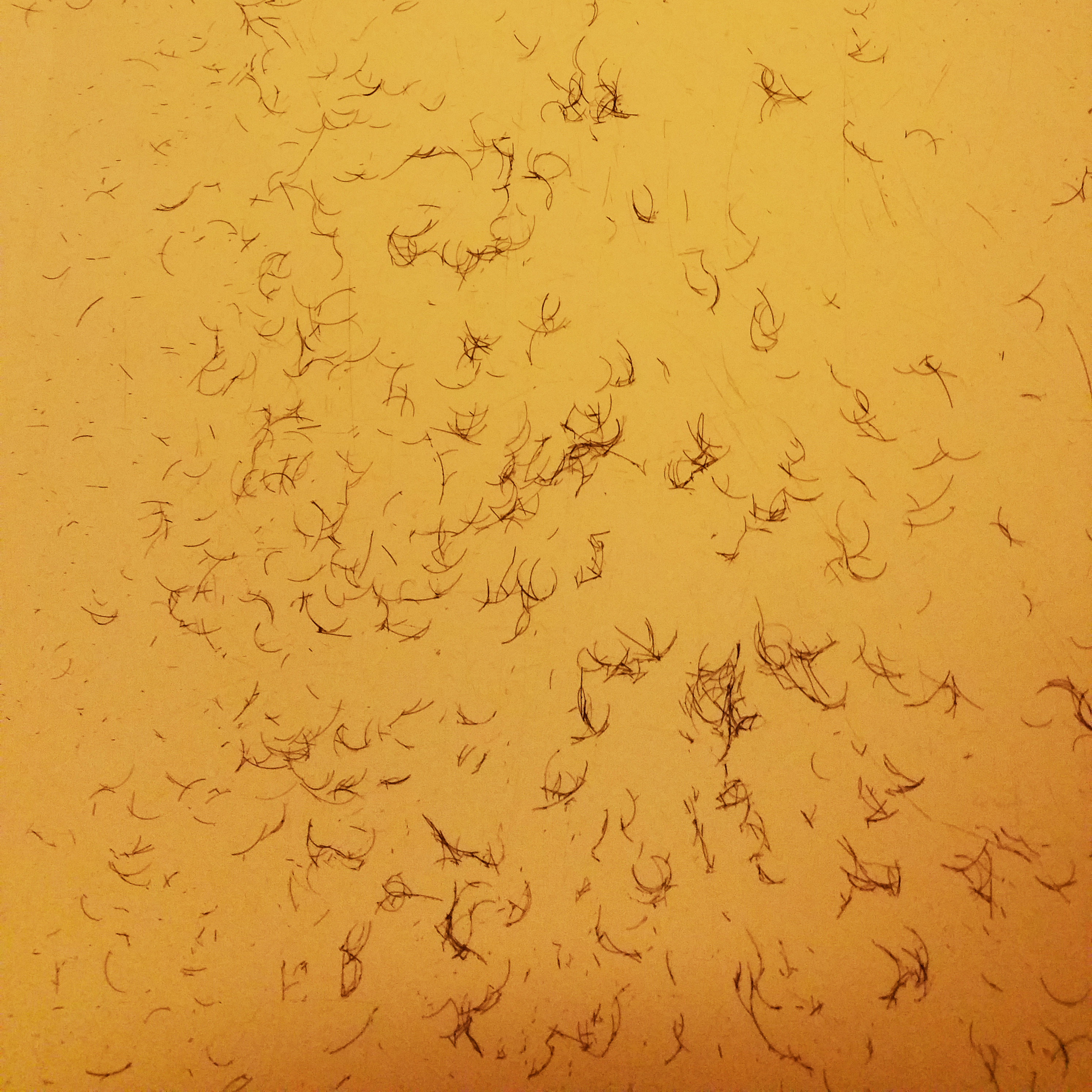 BathHairWEB